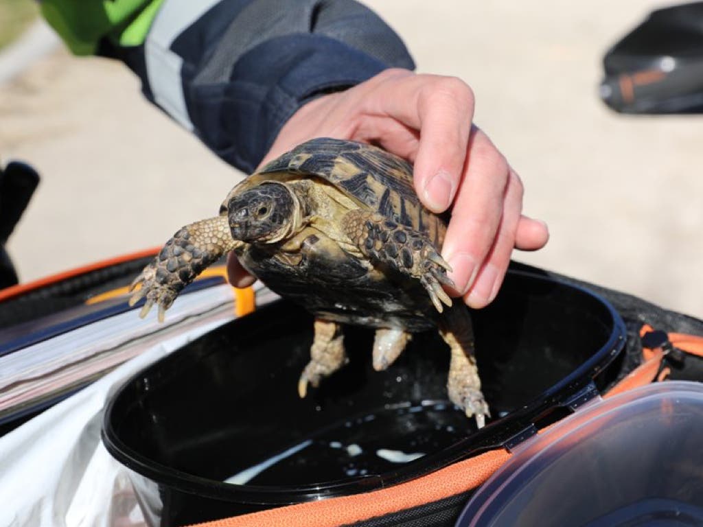 Rescatan en un parque una tortuga mora, especie protegida