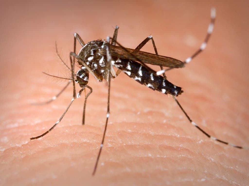 «Los mosquitos nos comen vivos en Velilla», los vecinos exigen medidas