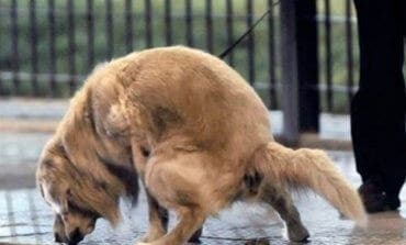 Policías de paisano también en Azuqueca contra las cacas de perro