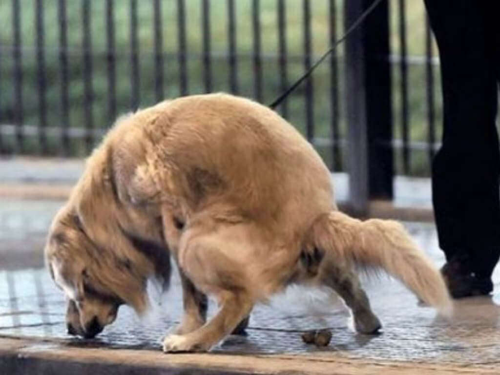 Arganda vigila a los dueños de mascotas que no recogen sus heces 