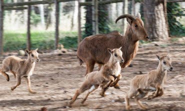 Este sábado reabre sus puertas el zoo de Guadalajara