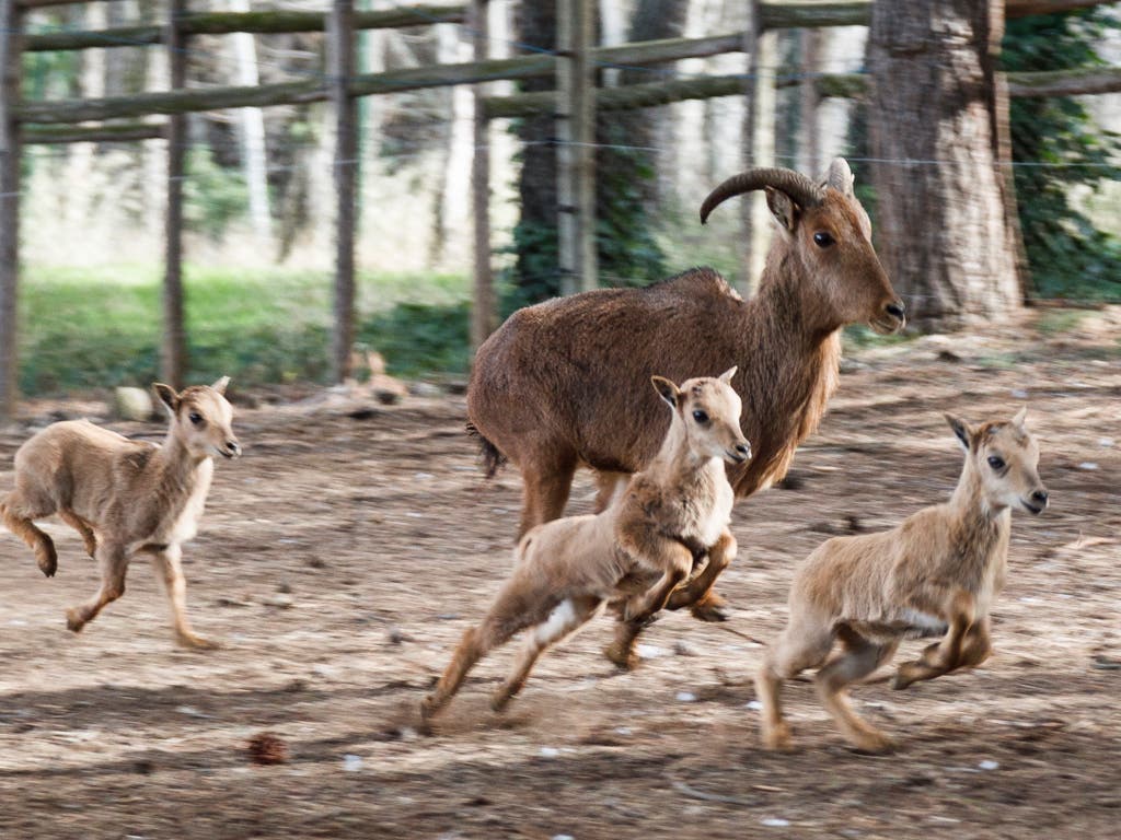 Este sábado reabre sus puertas el zoo de Guadalajara