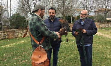 Azuqueca utiliza águilas de Harris para ahuyentar a las palomas