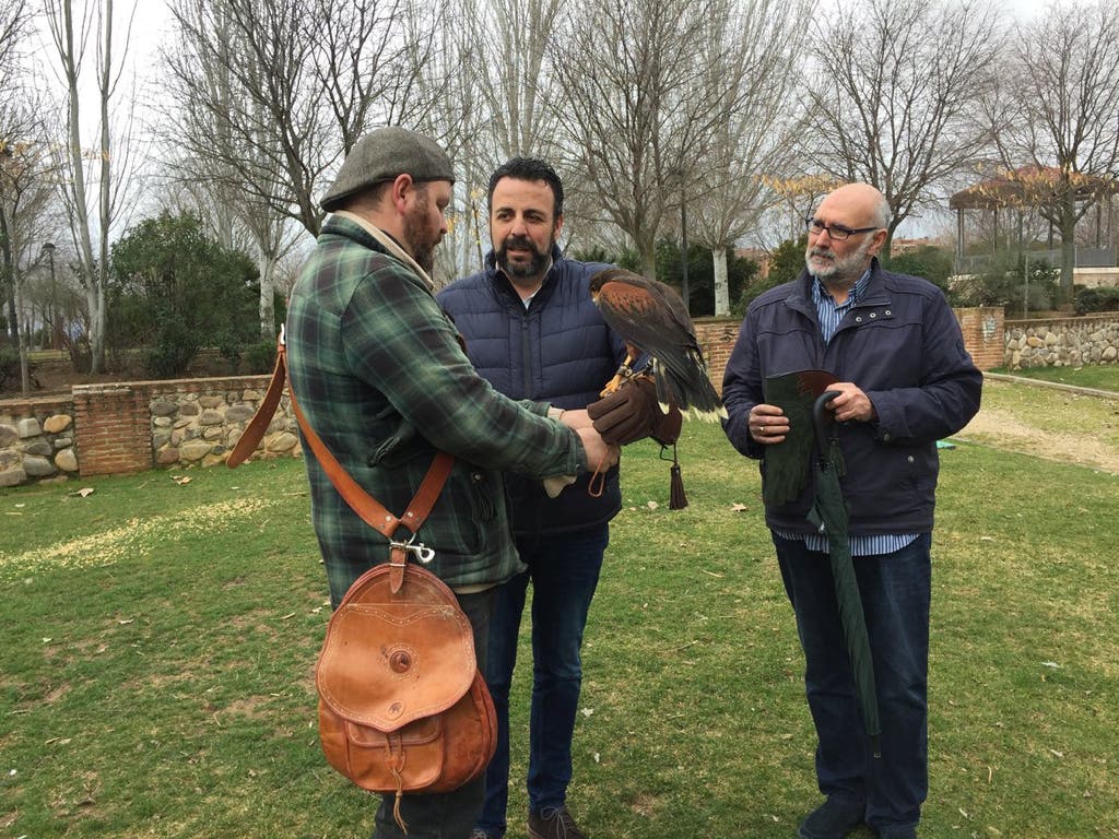 Azuqueca utiliza águilas de Harris para ahuyentar a las palomas