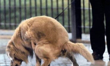 ADN canino, la medida pionera en Meco que Madrid quiere copiar