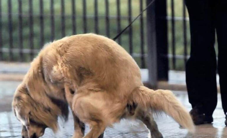 El ADN canino obligatorio llega a Azuqueca de Henares