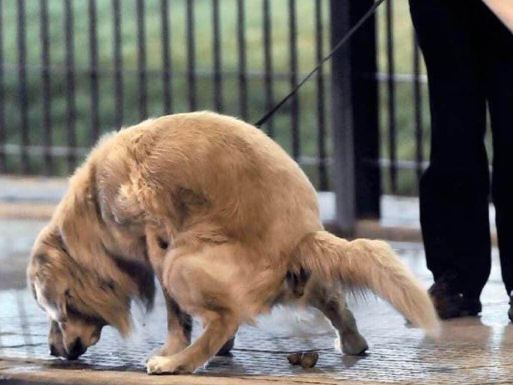 ADN canino, la medida pionera en Meco que Madrid quiere copiar