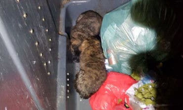 Rescatados dos cachorros de un contenedor de basura en Madrid