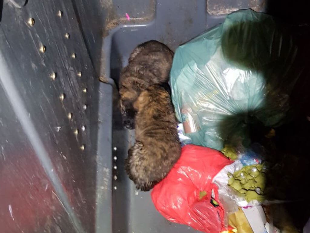 Rescatados dos cachorros de un contenedor de basura en Madrid