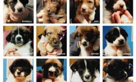 Dejan abandonados a 12 cachorros en mitad del campo en Torrejón