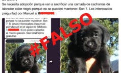 El bulo de los cachorros de labrador que van a ser sacrificados