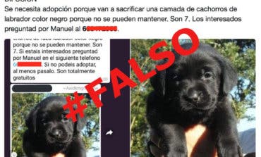 El bulo de los cachorros de labrador que van a ser sacrificados