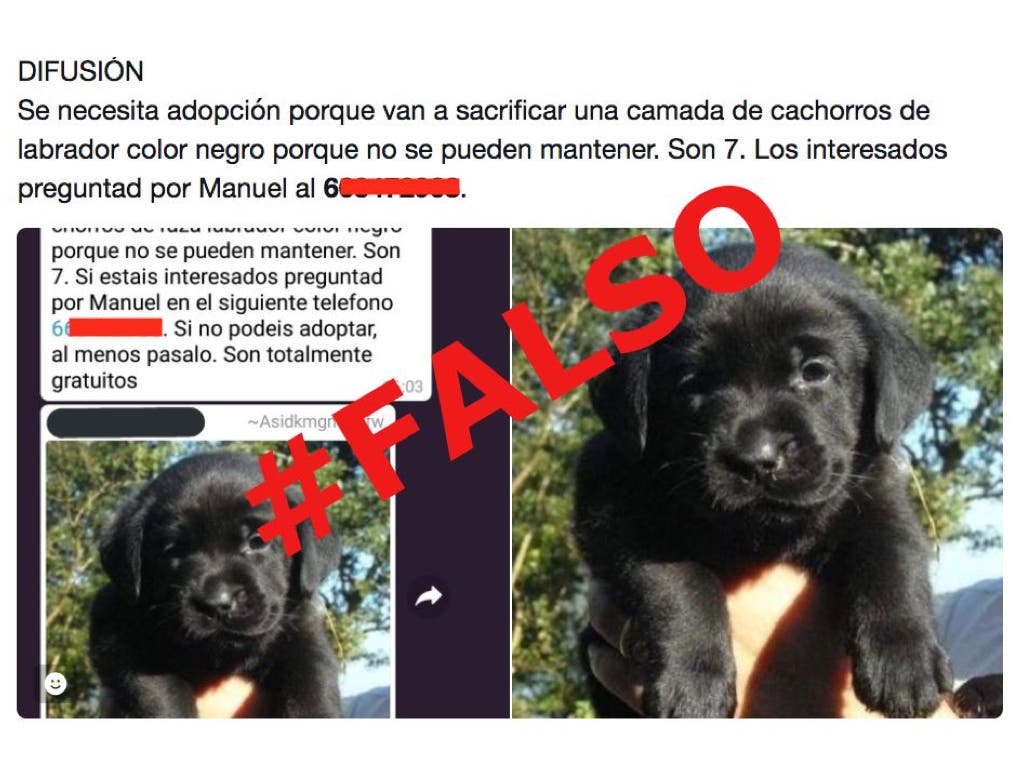 El bulo de los cachorros de labrador que van a ser sacrificados