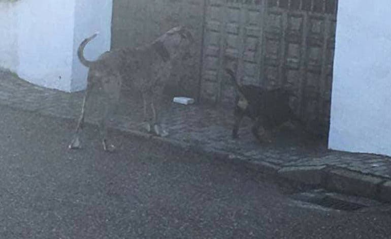 Localizado el dueño del perro que atacó a un niño en Torrejón del Rey