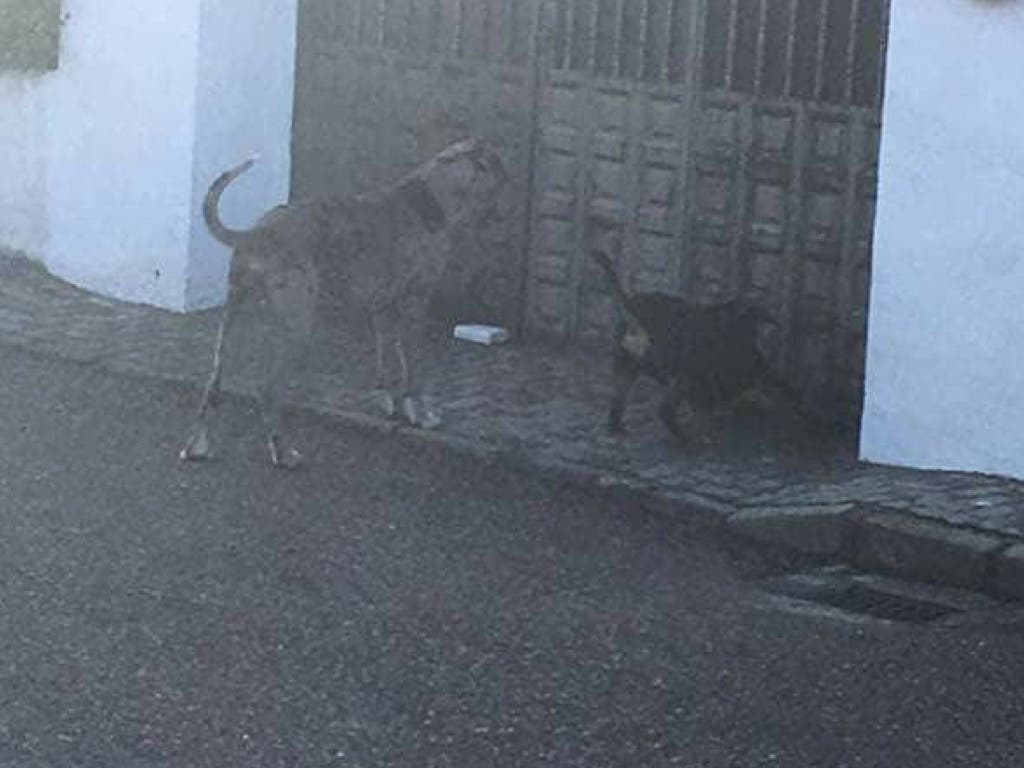 Piden ayuda para localizar al dueño del perro que atacó a un niño en Torrejón del Rey