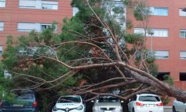 Tremendo susto en Azuqueca de Henares por la caída de un pino