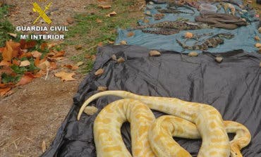 Un juzgado de Arganda investiga a una red de tráfico de reptiles: 600 animales intervenidos