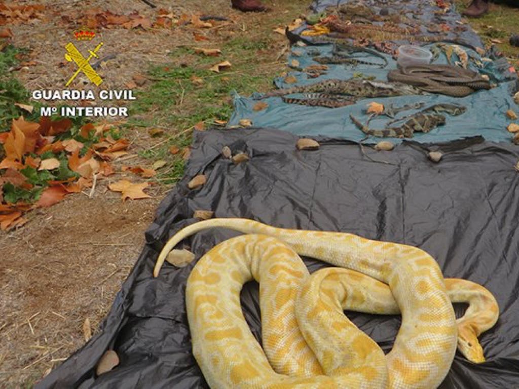 Un juzgado de Arganda investiga a una red de tráfico de reptiles: 600 animales intervenidos