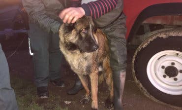 Rex, el perro rescatado en el río Henares