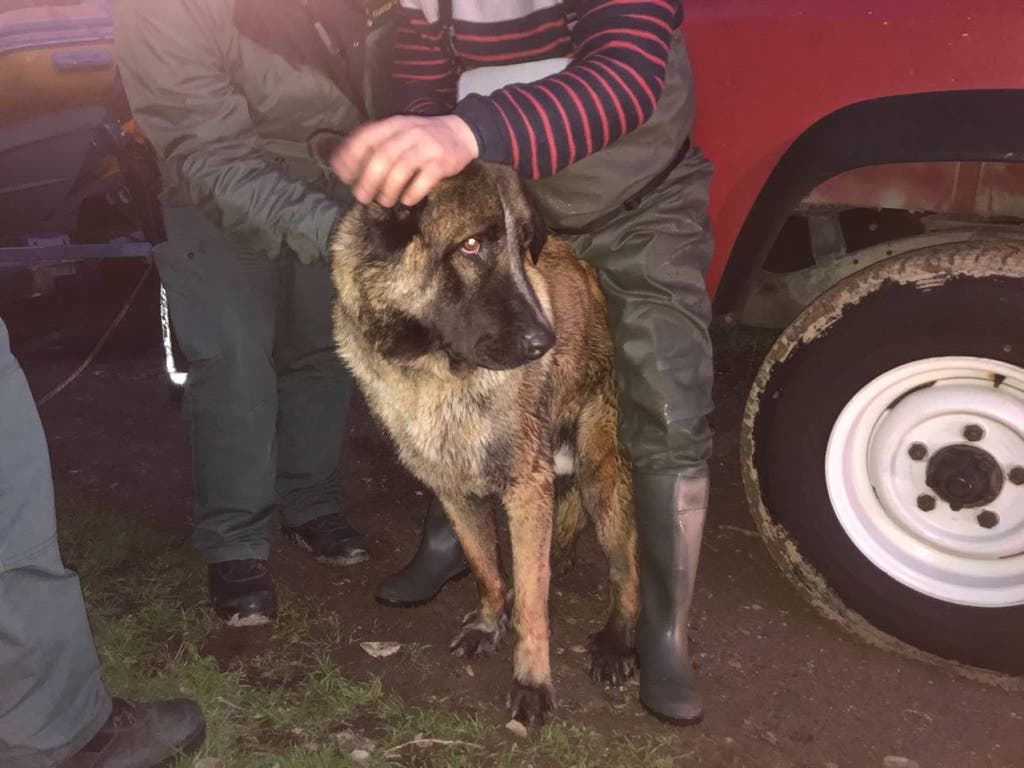 Rex, el perro rescatado en el río Henares