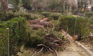 Tala «imprevista» de árboles en el Parque de los Nogales de Alcalá de Henares