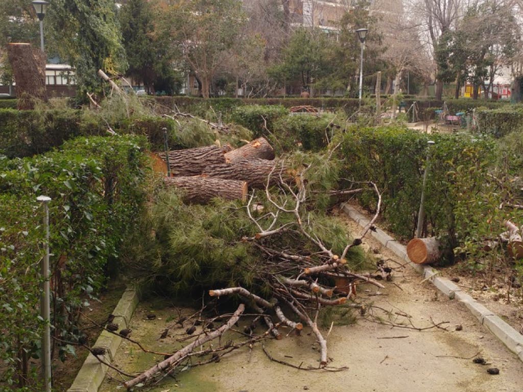 Tala «imprevista» de árboles en el Parque de los Nogales de Alcalá de Henares