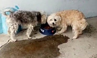 Rescatan a dos perros abandonados en un piso de Coslada