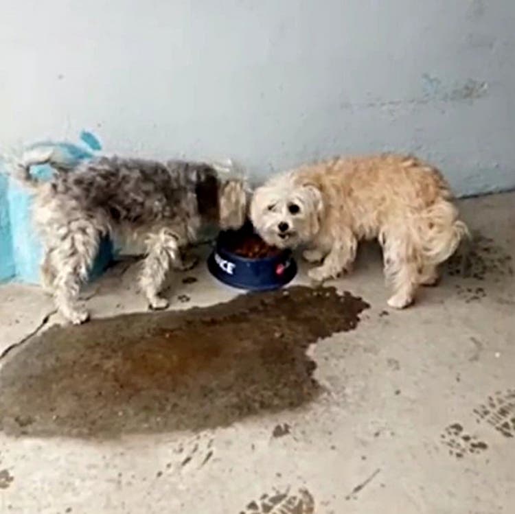 Rescatan a dos perros abandonados en un piso de Coslada