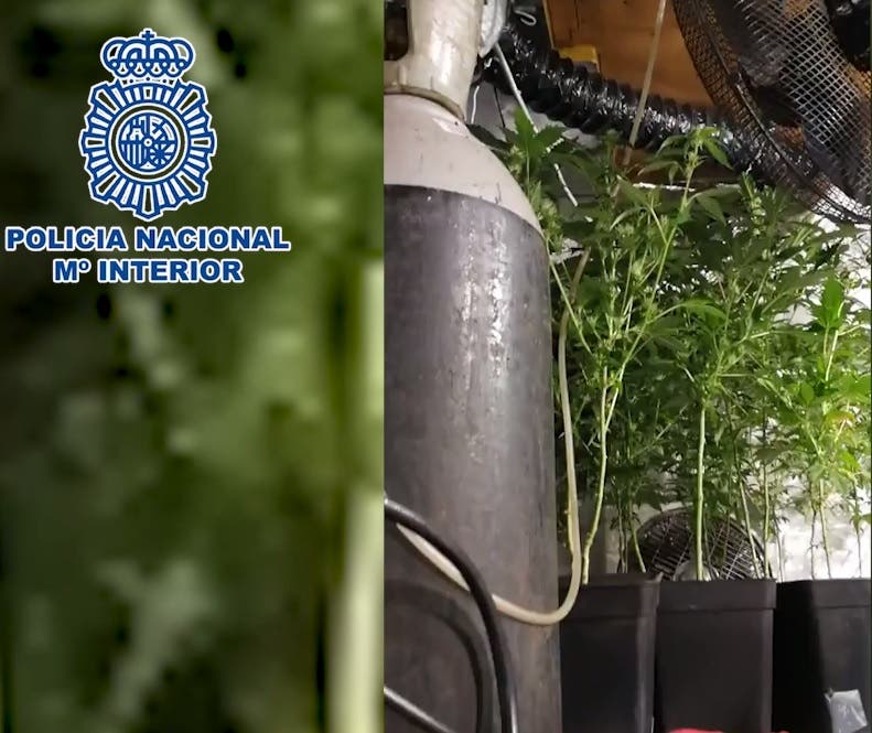 Localizan una plantación de marihuana tras el falso techo de una vivienda en Ciudad Lineal 