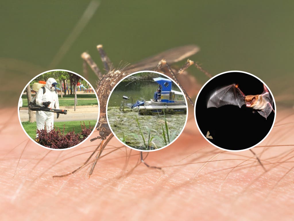 Torrejón comienza la lucha contra los mosquitos por tierra, agua y aire