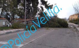 La caída de un pino obliga a cortar una calle de Velilla de San Antonio 