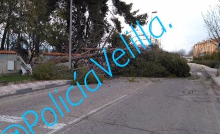 La caída de un pino obliga a cortar una calle de Velilla de San Antonio 