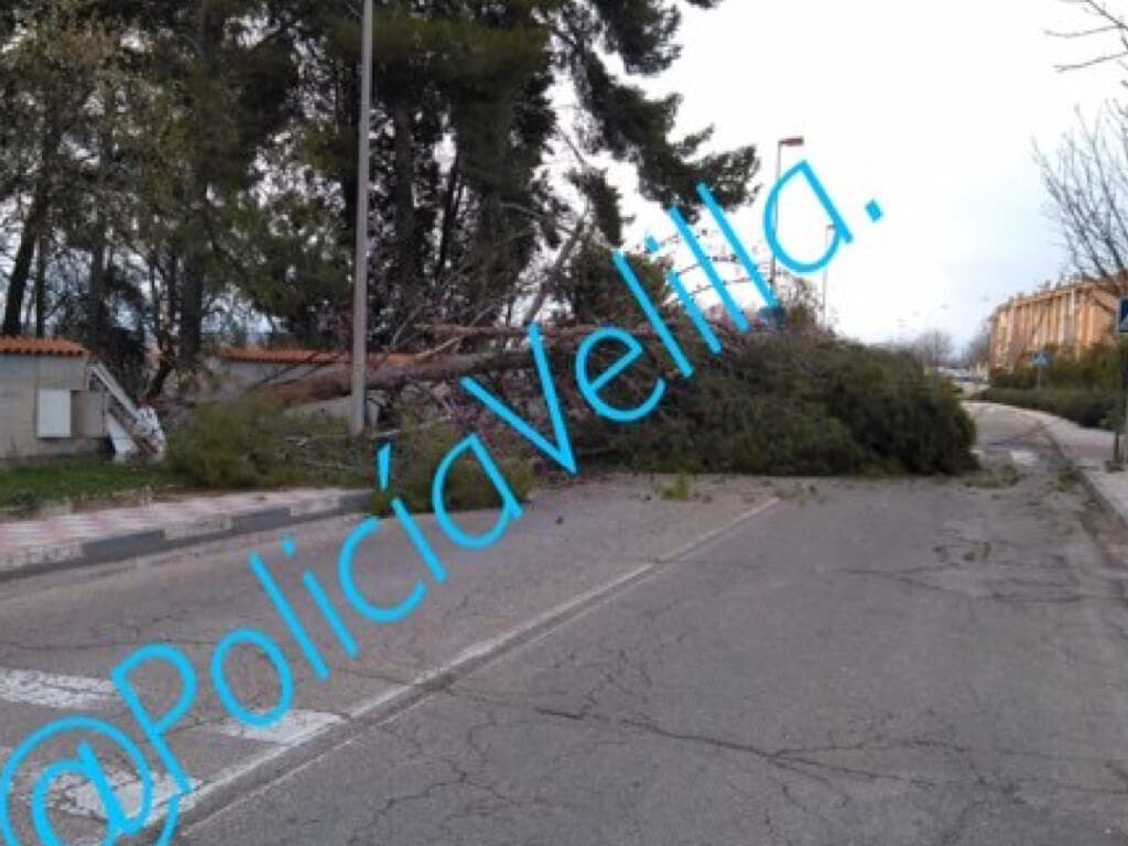 La caída de un pino obliga a cortar una calle de Velilla de San Antonio 