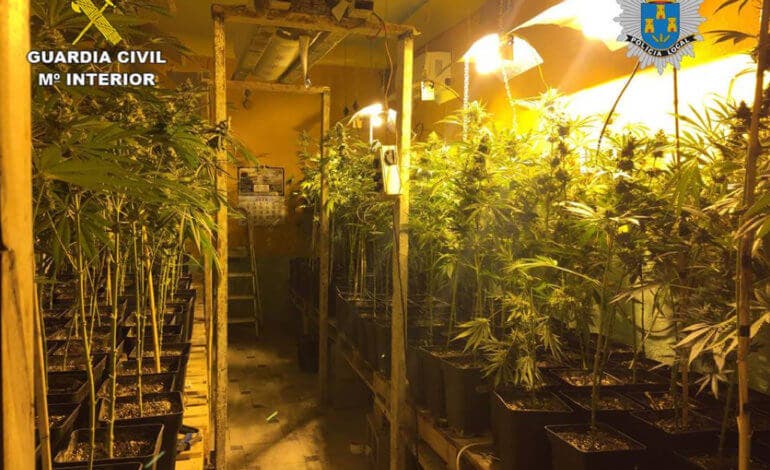Localizada una plantación ilegal de marihuana en Torres de la Alameda