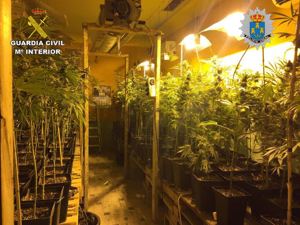 Localizada una plantación ilegal de marihuana en Torres de la Alameda