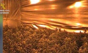 Localizan 2.000 plantas de marihuana en Chiloeches y Villanueva de la Torre