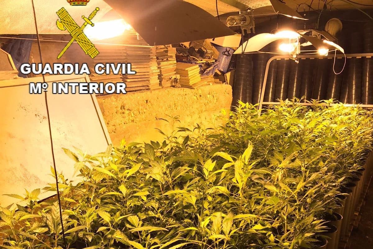Detenido en Guadalajara por cultivar 1.648 plantas de marihuana en un chalet