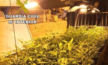 Detenido en Guadalajara por cultivar 1.648 plantas de marihuana en un chalet