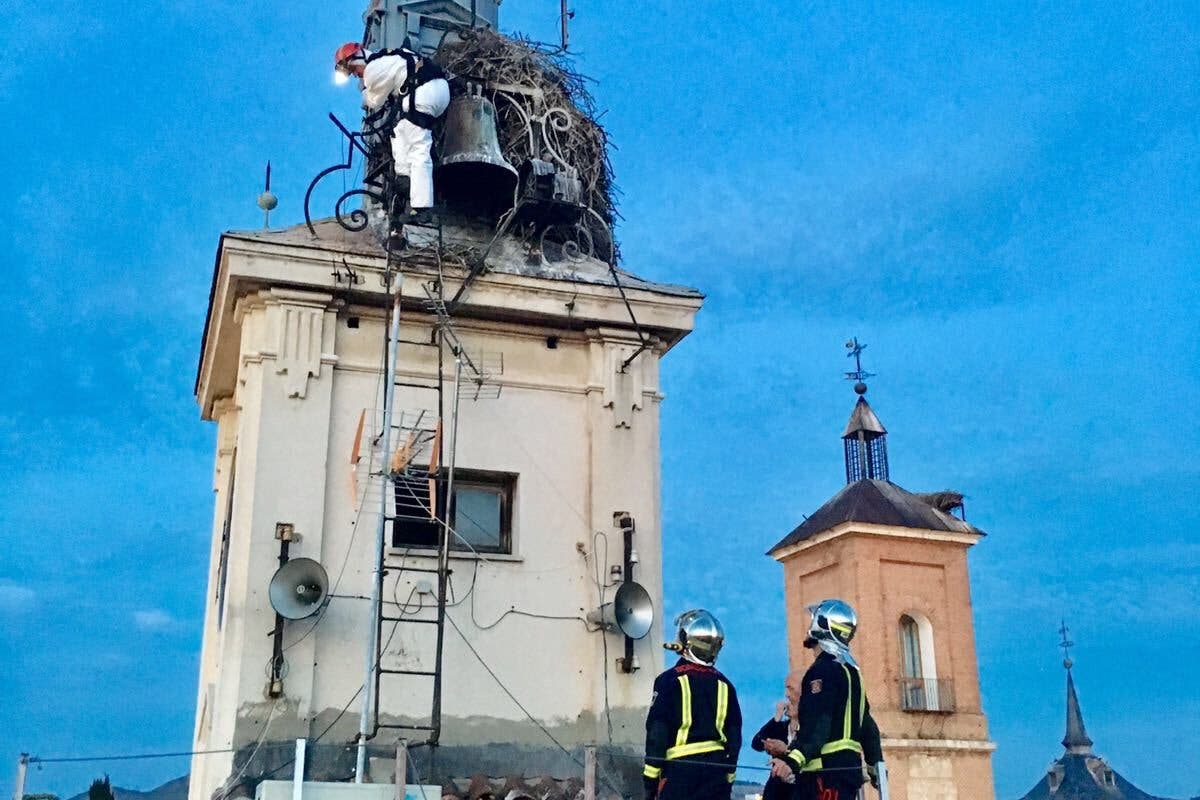 Un polluelo de cigüeña, en peligro en Alcalá de Henares