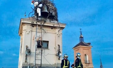 Un polluelo de cigüeña, en peligro en Alcalá de Henares