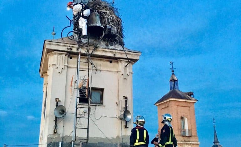 Un polluelo de cigüeña, en peligro en Alcalá de Henares