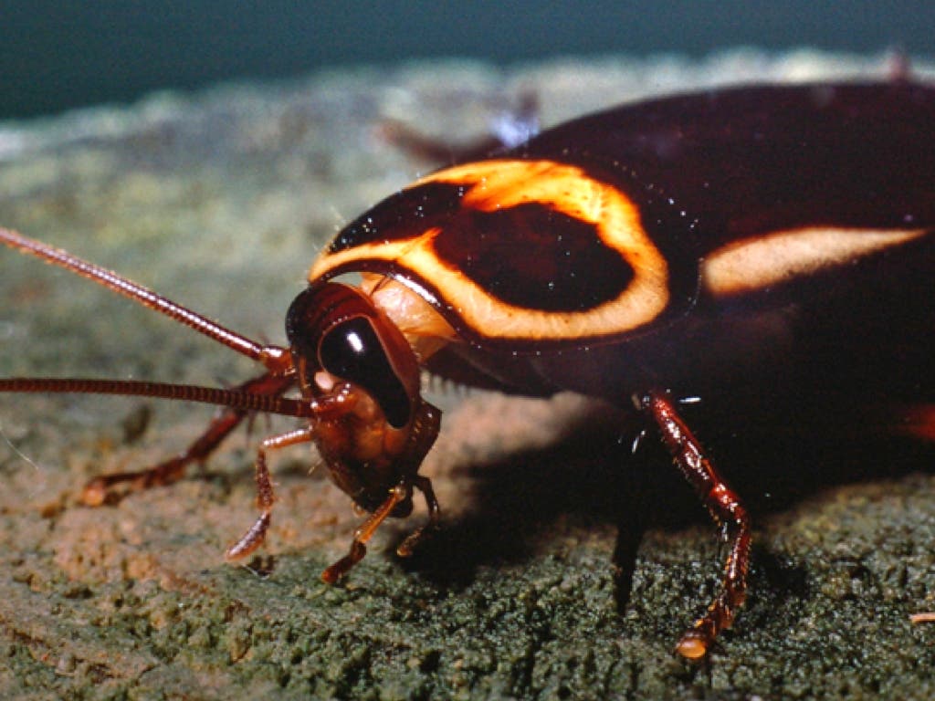 Detectada una nueva especie invasora de cucaracha en Madrid