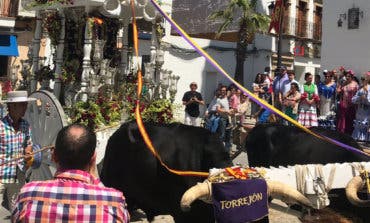 Las hermandades de Torrejón y Alcalá emprenden su camino al Rocío