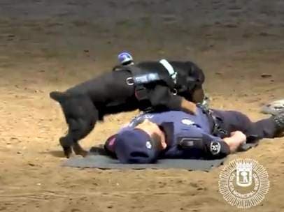 Poncho, el perro de la Policía de Madrid que sabe hacer RCP