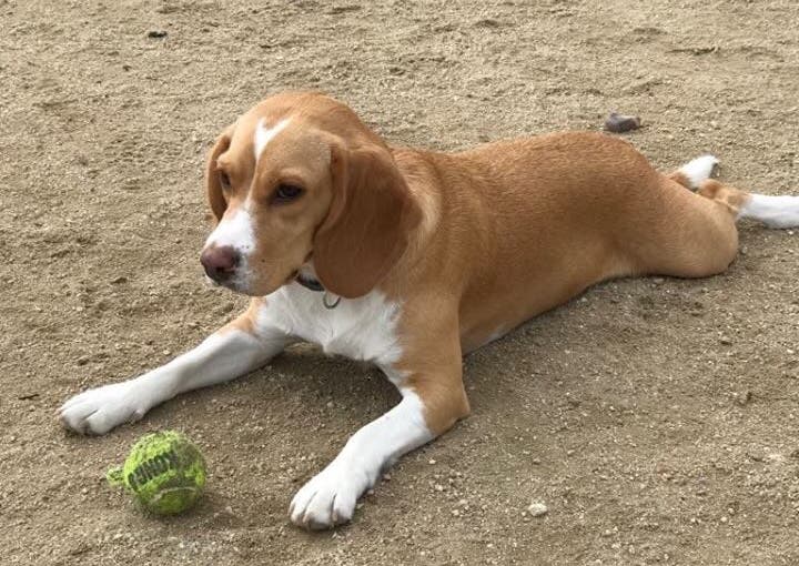 Coslada se moviliza para encontrar a Duna