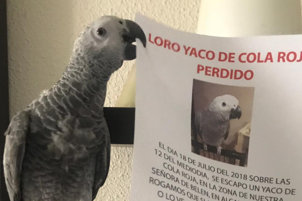 Aparece sano y salvo el loro perdido en Alcalá de Henares