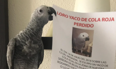 Aparece sano y salvo el loro perdido en Alcalá de Henares