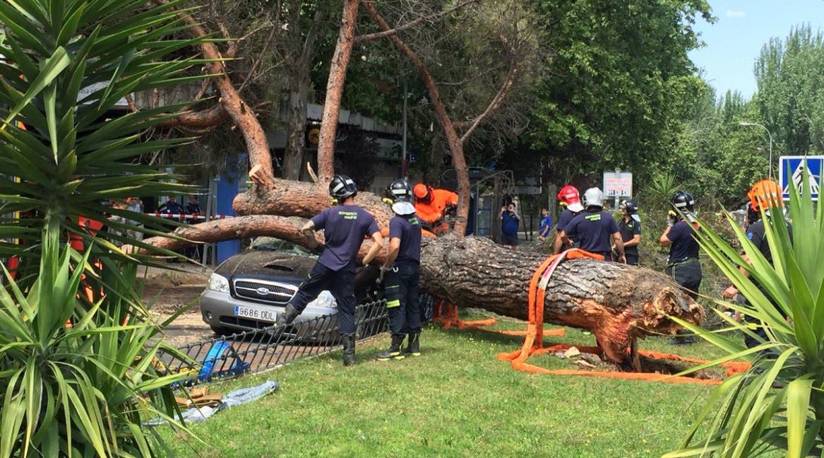 Un árbol de grandes dimensiones cae encima de un coche en marcha