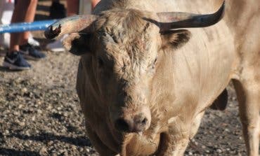 Un herido por asta de toro en el último encierro de las Fiestas de Cabanillas
