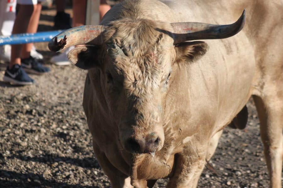 Un herido por asta de toro en el último encierro de las Fiestas de Cabanillas